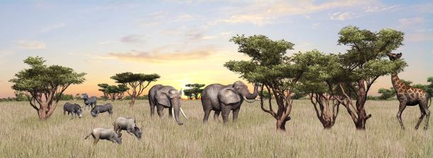 非洲热带草原上各种野生动物的汇编图片下载
