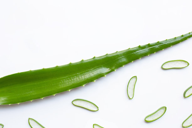 芦荟的新鲜叶片与片白色。芦荟是一种很受欢迎的药用植物，用于保健和美容。图片下载