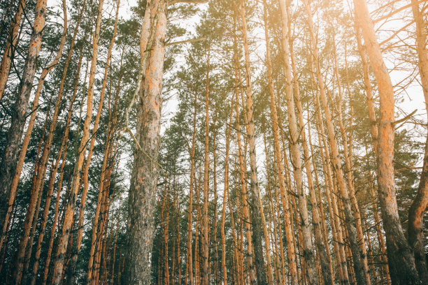 冬天的照片与松树的树林。来自云杉森林的自然图像。下雪的天气。图片下载