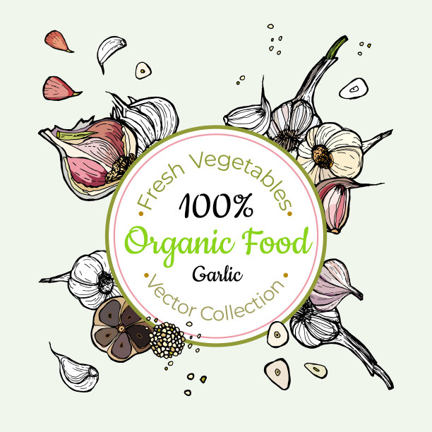 大蒜蔬菜杂货复古矢量贴纸，海报，标签模板。潮人鲜食线手绘插画。蒜头切瓣孤立蔬菜，素食海报，餐厅菜单图片下载