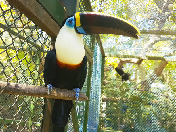 犀鸟在丛林图片下载