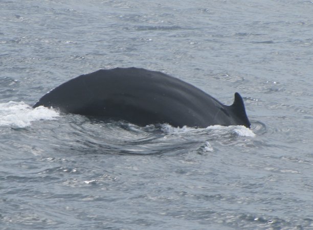 潜水拱图片下载