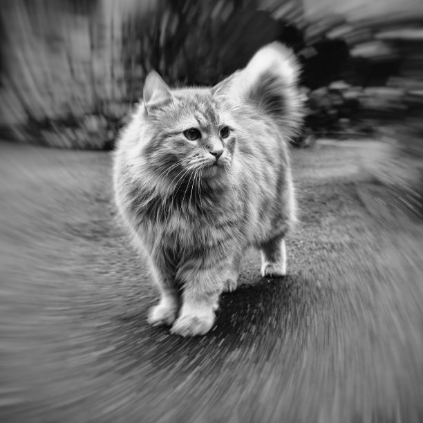 公园背景上的一只红猫的肖像。图片下载