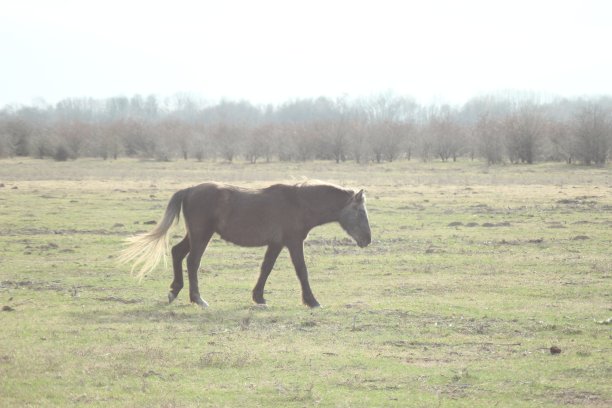 野马在他们的草地上吃草图片下载
