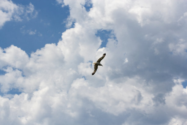 海鸥在云的背景。图片下载