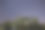 被毁的植物映衬在星空下图片下载