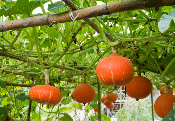 在农场背景的竹藤架上悬挂橙色南瓜农业。橙南瓜与竹木种植图片下载