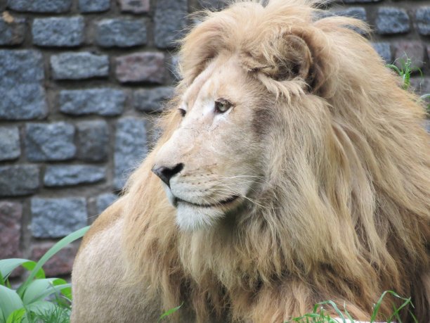 狮子(狮子)肖像。图片下载