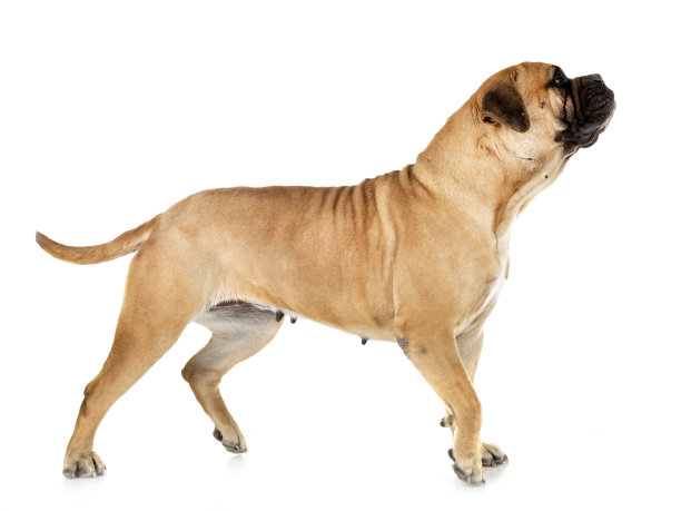 纯种牛头獒图片下载