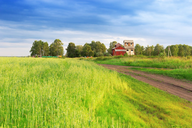 麦田中废弃的房子。农村。图片下载