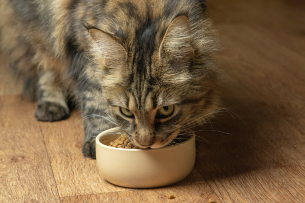 漂亮的毛绒绒的猫从米色的碗里吃东西图片下载