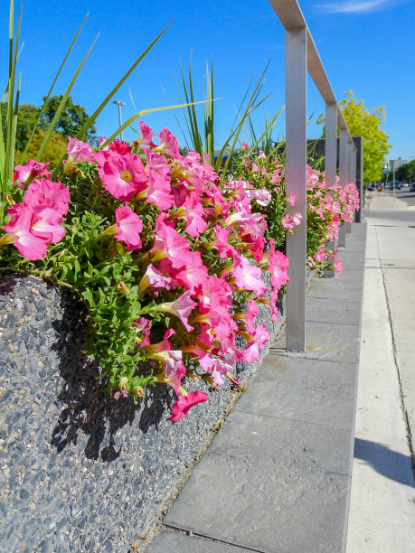 人行道上的花盆里挂着粉红色的牵牛花图片下载