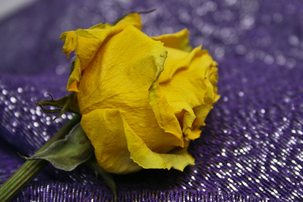 干黄玫瑰图片下载