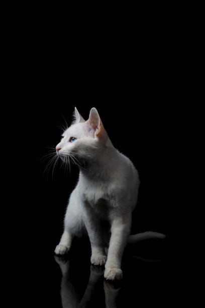 白色土耳其安哥拉猫，孤立在黑色图片下载