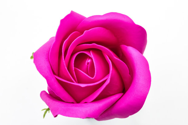 白色背景上的深红色玫瑰花图片下载