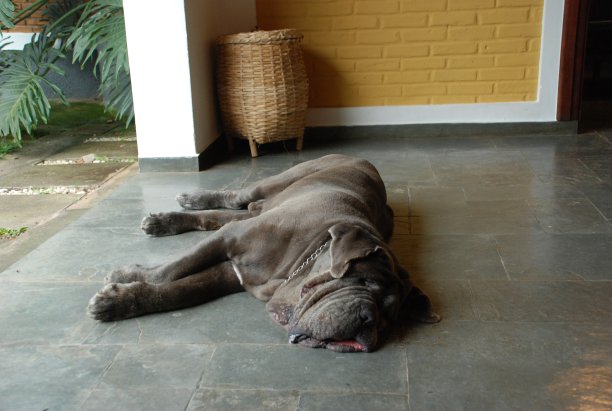 灰色的那不勒斯獒犬躺在地板上图片下载