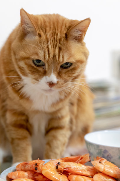 猫喜欢虾图片下载
