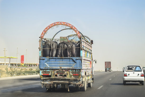高速公路上一辆卡车上的水牛图片下载