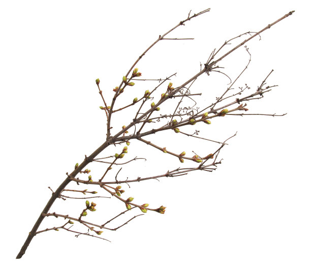 有花蕾的丁香枝。图片下载