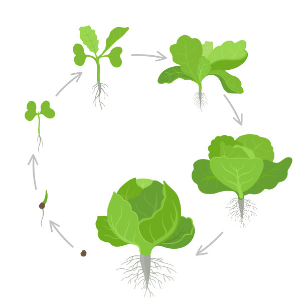结球卷心菜的圆形生育期。植物种植卷心菜。循环有机生命周期。收成增长生物学。甘蓝载体平面插图。图片下载