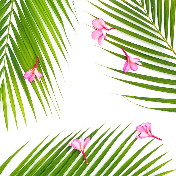 热带植物组成的棕榈叶，粉红色的花在白色的背景。平躺图片下载
