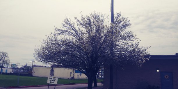 一棵带花的树和一个停车场。图片下载