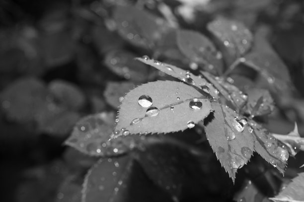 叶子上的露珠。黑色和白色的自然背景与早晨新鲜的透明雨水滴在叶子上。黑白照片图片下载