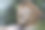 丛林之王：亚洲狮，新加坡动物园图片下载