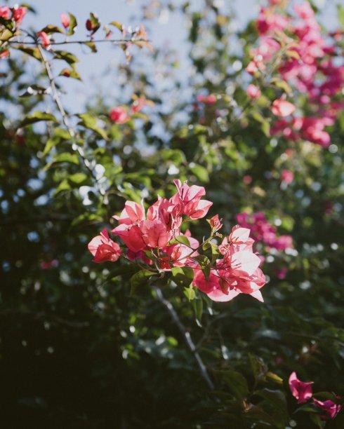 粉红色的花图片下载
