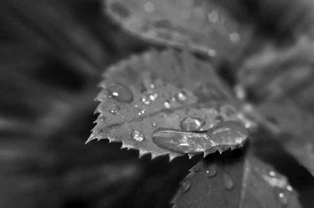 叶子上的露珠。黑色和白色的自然背景与早晨新鲜的透明雨水滴在叶子上。黑白照片图片下载
