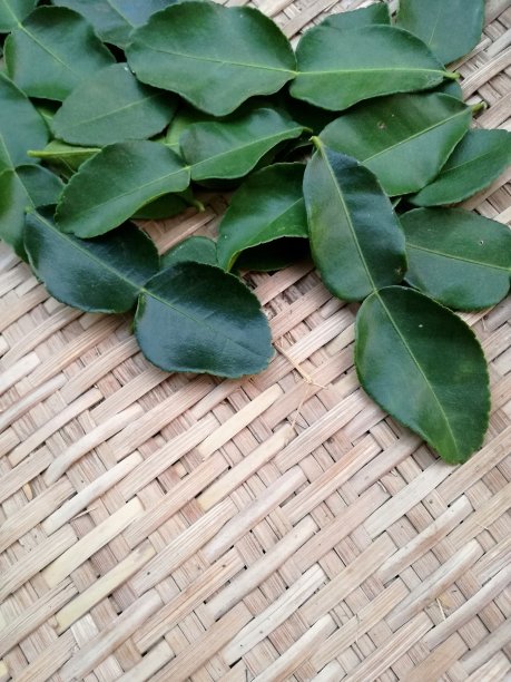 鲜青柠叶柳条篮子图片下载