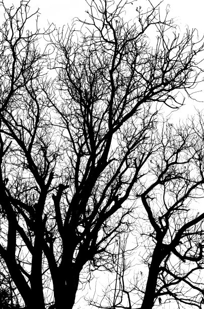 枯树的剪影没有叶子孤立在白色的垂直图片下载