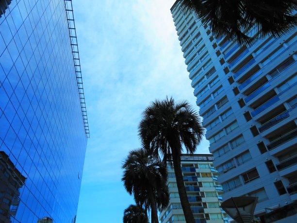 马德罗港建筑与映像和棕榈树的观点。图片下载