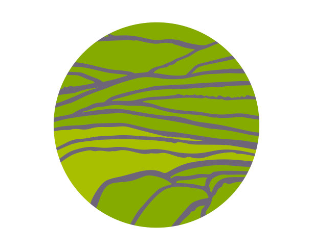 媒介水稻或茶园在梯级田图片下载