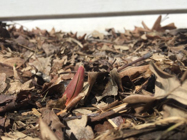 经过加拿大漫长的冬天后，郁金香从叶子中冒了出来图片下载