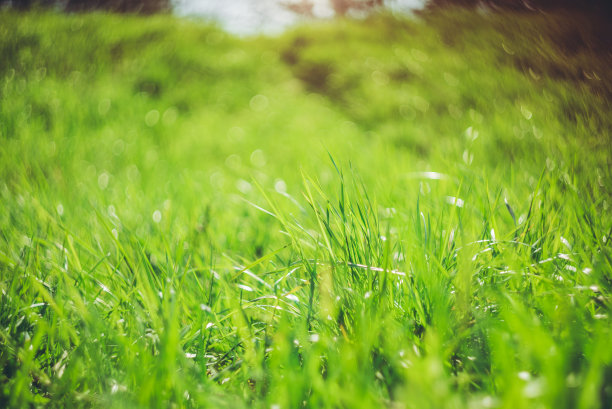 阳光草地图片下载