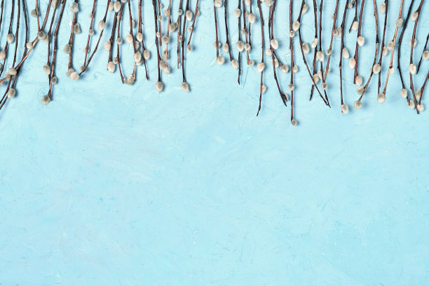 复活节的背景。蓝色背景上的柳枝边。拷贝空间，俯视图。图片下载