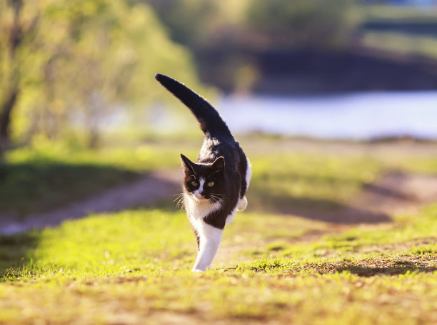 可爱的年轻美丽的猫快速跑高与他的爪子在绿色的小径在春天温暖的花园图片下载