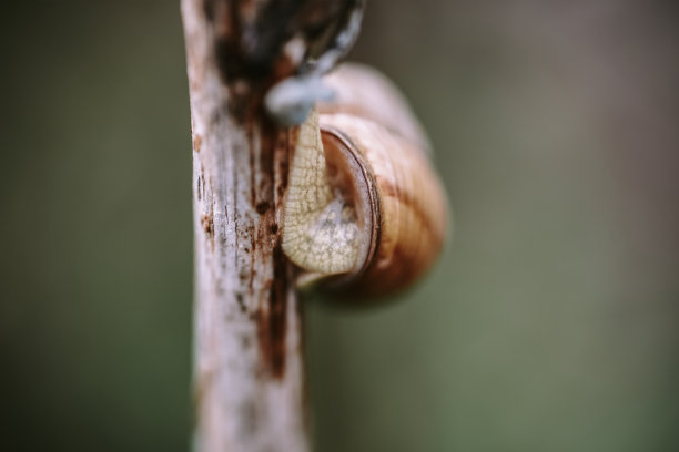 干枝上棕色花园蜗牛的特写图片下载
