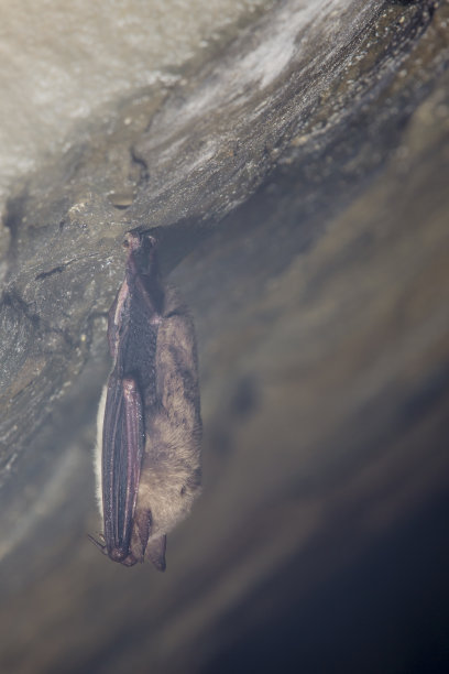 靠近小马蹄蝙蝠覆盖着翅膀，倒挂在寒冷的自然岩洞顶部冬眠。图片下载