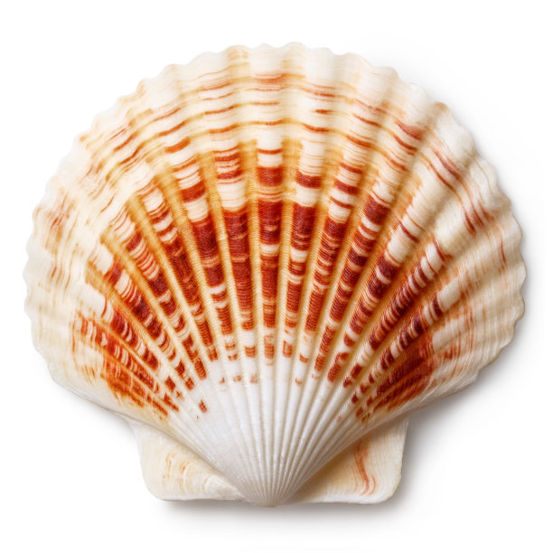白色海贝图片下载