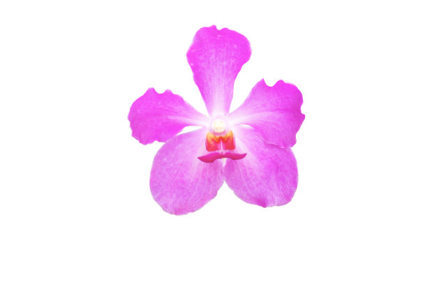 兰花的花图片下载