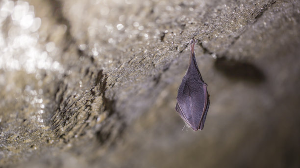 靠近小马蹄蝙蝠覆盖着翅膀，倒挂在寒冷的自然岩洞顶部冬眠。图片下载