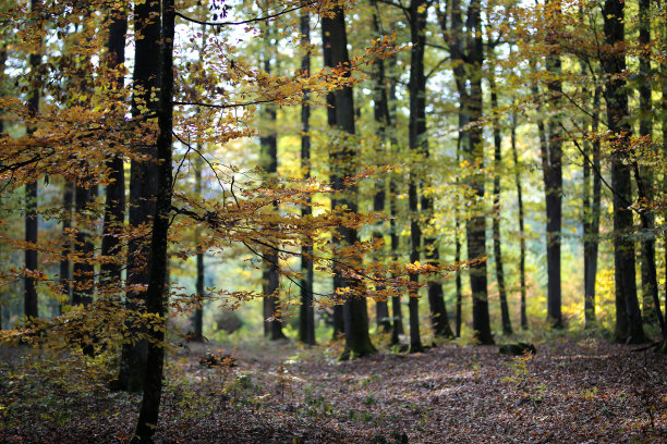 在秋天的森林里。秋天的树木在森林里。图片下载