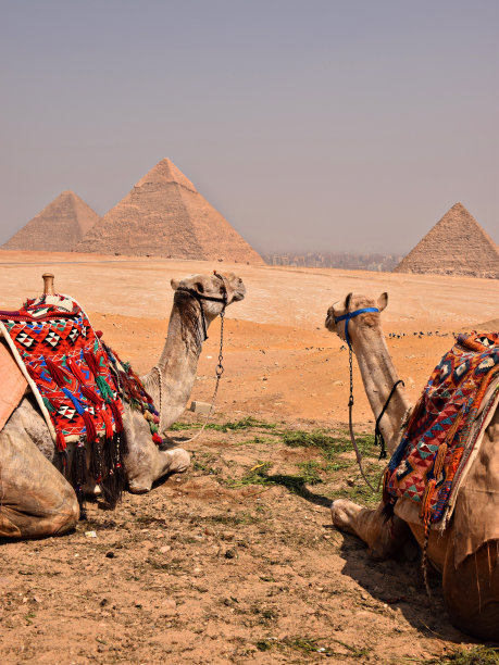 埃及的骆驼群图片下载