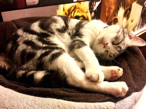 睡的小猫图片下载