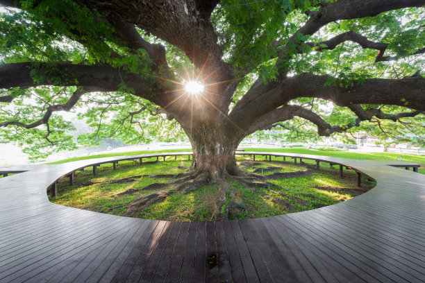 一棵百年巨绿树图片下载