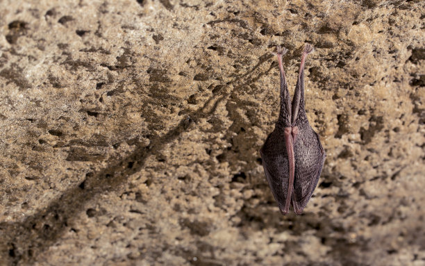 靠近小马蹄蝙蝠覆盖着翅膀，倒挂在寒冷的自然岩洞顶部冬眠。图片下载
