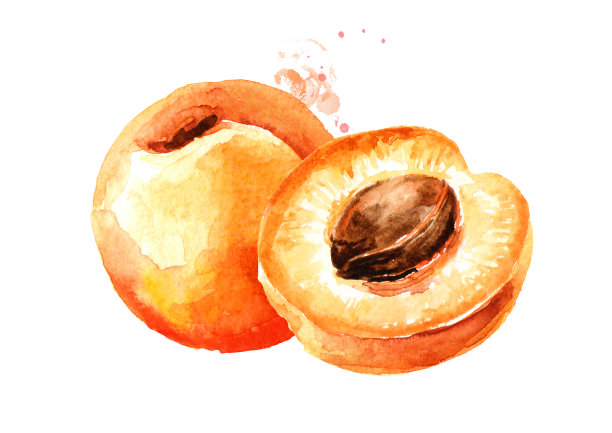 成熟的杏子水彩手绘插图孤立的白色背景图片下载