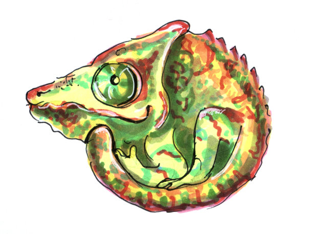 变色龙图片下载